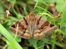 Attēlu rezultāti vaicājumam “Euclidia glyphica”