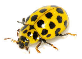 Attēlu rezultāti vaicājumam “Psyllobora vigintiduopunctata”