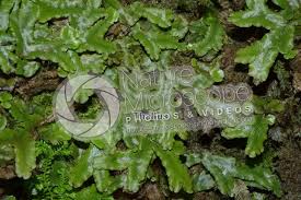 Attēlu rezultāti vaicājumam “Conocephalum conicum”