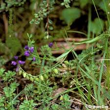 Attēlu rezultāti vaicājumam “Polygala vulgaris”