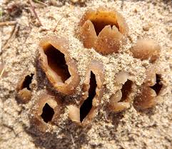 Attēlu rezultāti vaicājumam “Peziza ammophila”