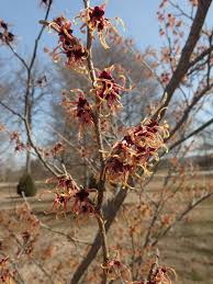 Attēlu rezultāti vaicājumam “Hamamelis japonica”