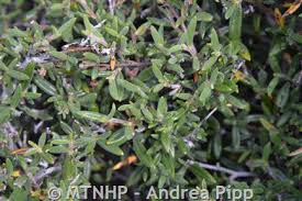 Attēlu rezultāti vaicājumam “Libanotis montana leaf”