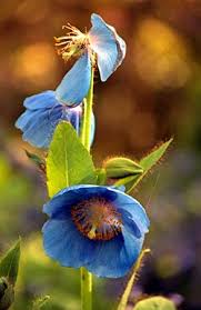 Image result for Scheinmohn blau