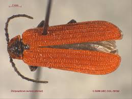 Attēlu rezultāti vaicājumam “Lycidae”