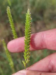 Attēlu rezultāti vaicājumam “Cynosurus cristatus”