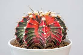 Image result for Gymnocalycium