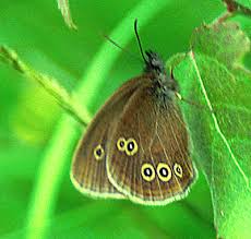 Attēlu rezultāti vaicājumam “Aphantopus hyperantus upperside”