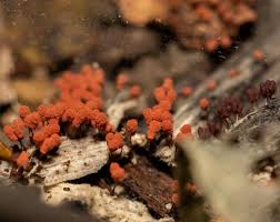 Attēlu rezultāti vaicājumam “Arcyria denudata stalked”