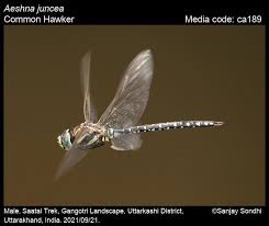 Attēlu rezultāti vaicājumam “Aeshna juncea”