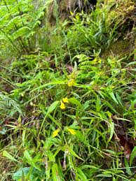 Attēlu rezultāti vaicājumam “Melampyrum sylvaticum flower”