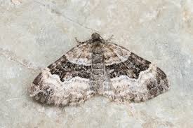 Attēlu rezultāti vaicājumam “Xanthorhoe biriviata”