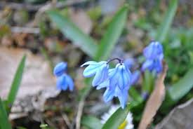 Attēlu rezultāti vaicājumam “Scilla siberica”