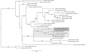 Attēlu rezultāti vaicājumam “Didymium difforme sessile”
