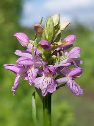 Attēlu rezultāti vaicājumam “Dactylorhiza majalis subsp. baltica flower”