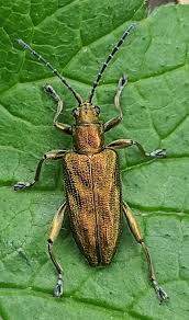 Attēlu rezultāti vaicājumam “Donacia dentata”