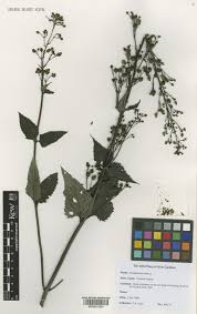 Attēlu rezultāti vaicājumam “Scrophularia nodosa leaf”