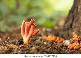 Attēlu rezultāti vaicājumam “Podostroma leucopus”