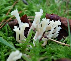 Attēlu rezultāti vaicājumam “Clavulina coralloides”