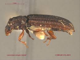 Attēlu rezultāti vaicājumam “Zopheridae”