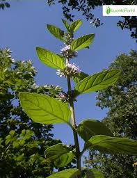 Attēlu rezultāti vaicājumam “Mentha x verticillata leaf”