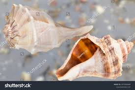 Image result for Sinistrofulgur perversum