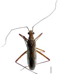 Attēlu rezultāti vaicājumam “Collaria sp.”