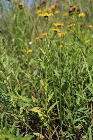 Attēlu rezultāti vaicājumam “Inula salicina leaf”