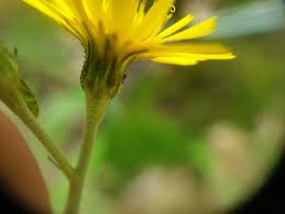 Attēlu rezultāti vaicājumam “Hieracium laevigatum”