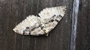 Attēlu rezultāti vaicājumam “Hydria cervinalis”