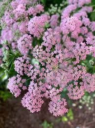 Image result for Pimpinella major