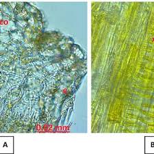 Attēlu rezultāti vaicājumam “Scilla siberica leaf”