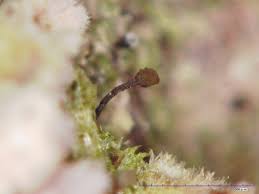 Attēlu rezultāti vaicājumam “Chaenotheca trichialis”