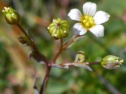 Attēlu rezultāti vaicājumam “Linum catharticum flower”