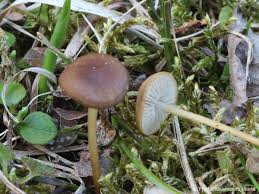 Attēlu rezultāti vaicājumam “Strobilurus esculentus”