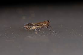 Attēlu rezultāti vaicājumam “Delphacidae”