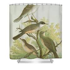 Attēlu rezultāti vaicājumam “Sylvia nisoria”