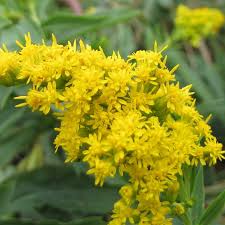 Attēlu rezultāti vaicājumam “Solidago canadensis flower”