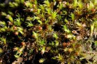 Attēlu rezultāti vaicājumam “Schistidium robustum”