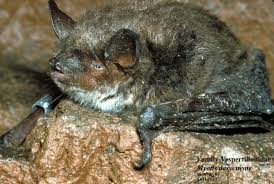 Attēlu rezultāti vaicājumam “Myotis dasycneme”