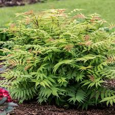 Attēlu rezultāti vaicājumam “Sorbaria sorbifolia fruit”