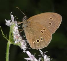 Attēlu rezultāti vaicājumam “Aphantopus hyperantus”