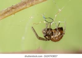 Attēlu rezultāti vaicājumam “Linyphiidae”