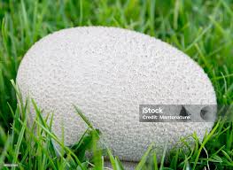 Attēlu rezultāti vaicājumam “Calvatia utriformis”