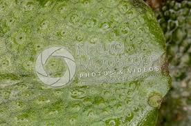 Attēlu rezultāti vaicājumam “Conocephalum conicum”