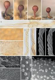 Attēlu rezultāti vaicājumam “Badhamia lilacina spores”