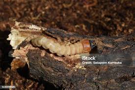 Attēlu rezultāti vaicājumam “Cucujus cinnaberinus larva”
