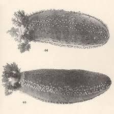Image result for Cucumaria frondosa