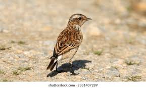 Attēlu rezultāti vaicājumam “Saxicola rubetra”