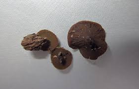 Attēlu rezultāti vaicājumam “Chlorencoelia versiformis”